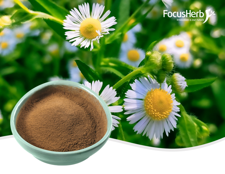 Extracto de manzanilla - FocusHerb