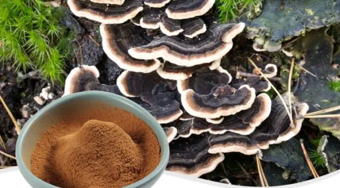 Extracto de hongo cola de pavo: un regalo saludable de la naturaleza