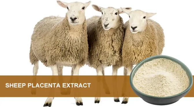 Polvo de placenta de oveja: un tesoro nutricional