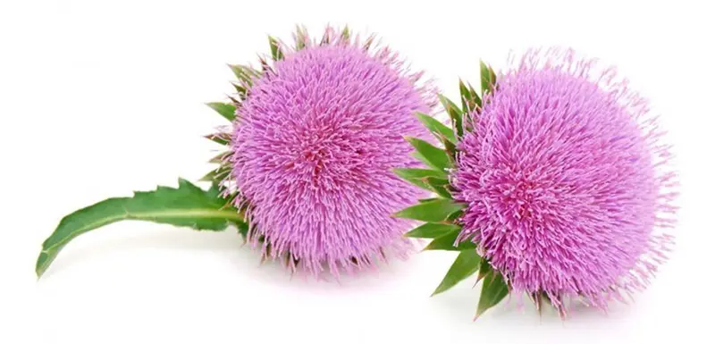 Beneficios para la salud del cardo mariano