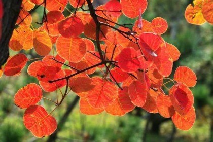 Cotinus extract