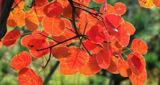 Cotinus extract