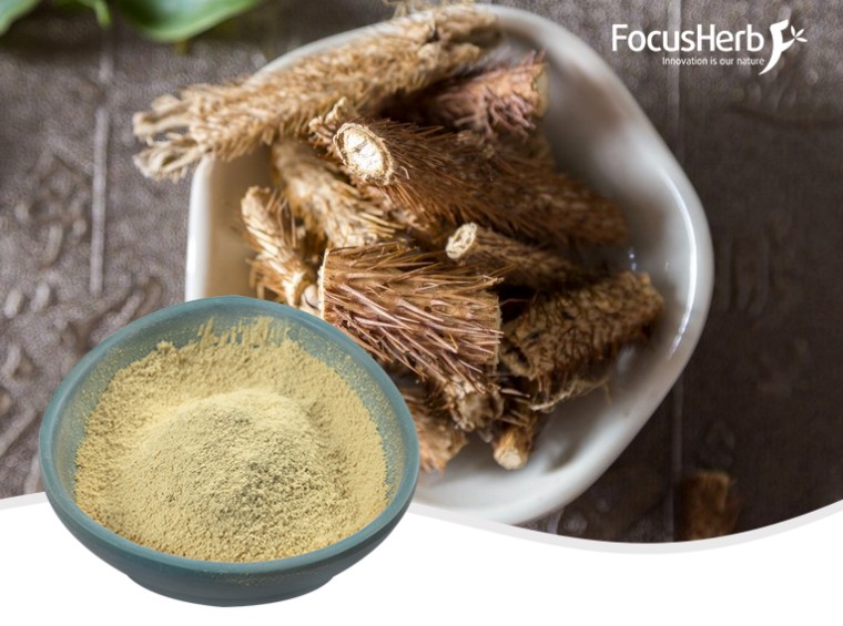 유기농 시베리아 인삼 분말/아칸토파낙스가루