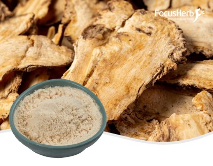 유기농 안젤리카 분말