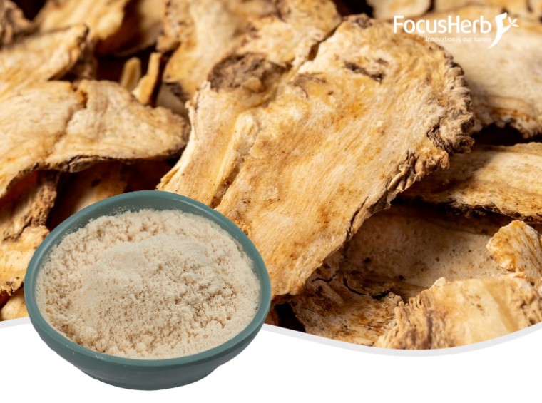 유기농 안젤리카 분말