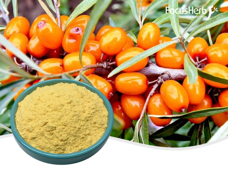 유기농 바다 갈매 나무속 분말