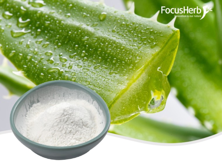 유기농 알로에 베라 분말