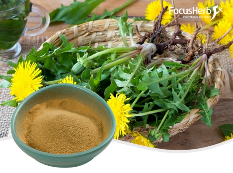 유기농 민들레 분말