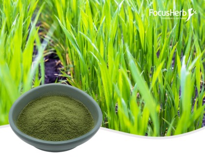 유기 보리 잔디 분말