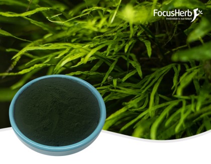 유기 클로렐라 분말