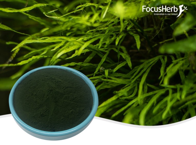 유기 클로렐라 분말