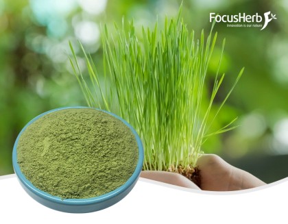 유기농 밀순 주스 분말