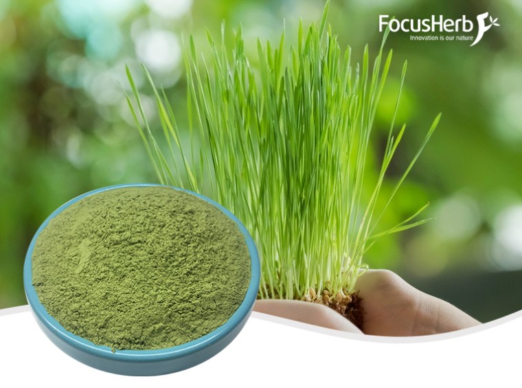 유기 밀순 분말