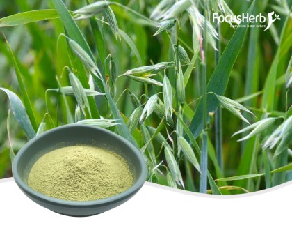 유기 귀리 잔디 분말
