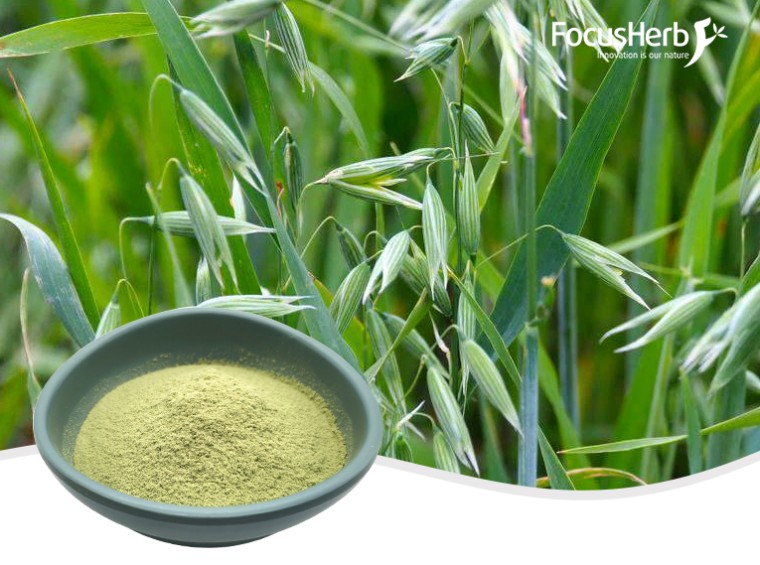 유기 귀리 잔디 분말