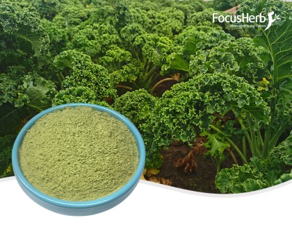 유기 케일 분말