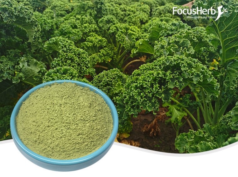 유기 케일 분말