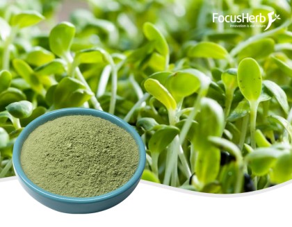 유기농 알팔파 주스 분말