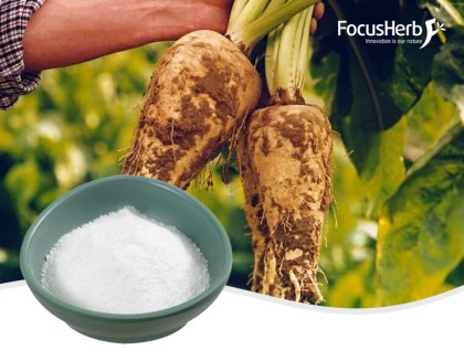 유기 이눌린 분말