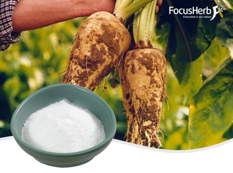 유기 이눌린 분말