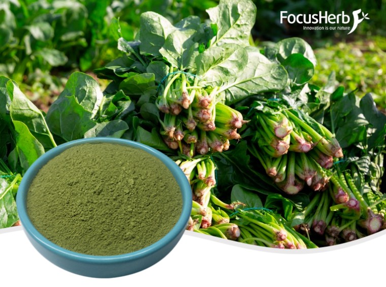 유기농 시금치 분말