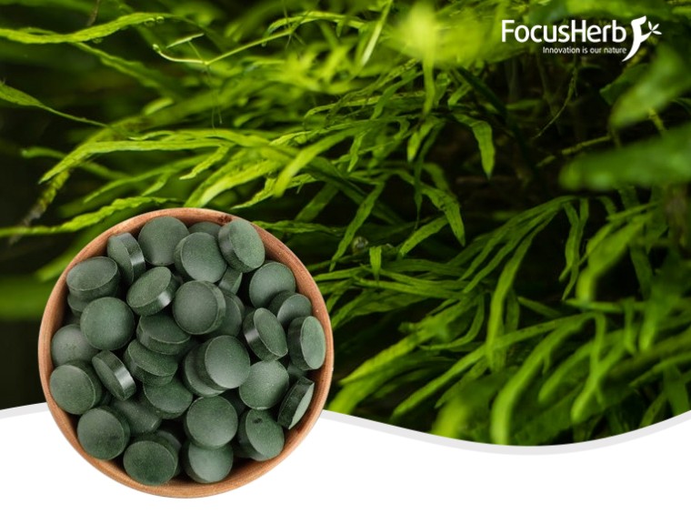 유기농 스피루리나 정제