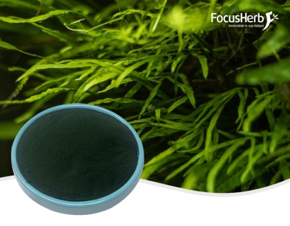 유기 스피루리나 분말