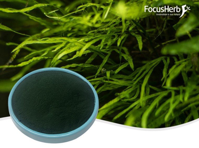 유기 스피루리나 분말