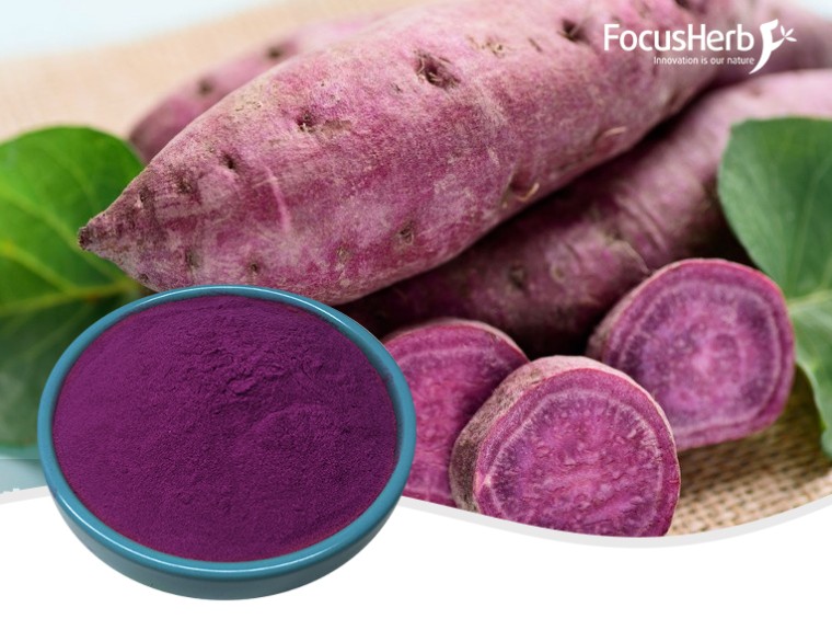 자주색 감자 가루