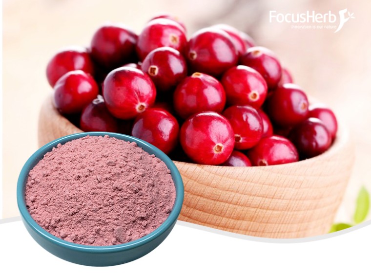 크랜베리 분말