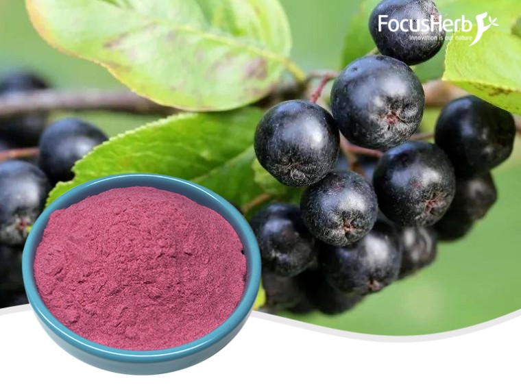 야생 체리 베리 분말