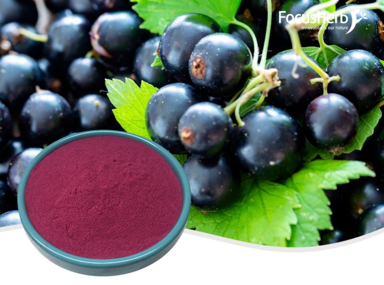 블랙커런트 분말