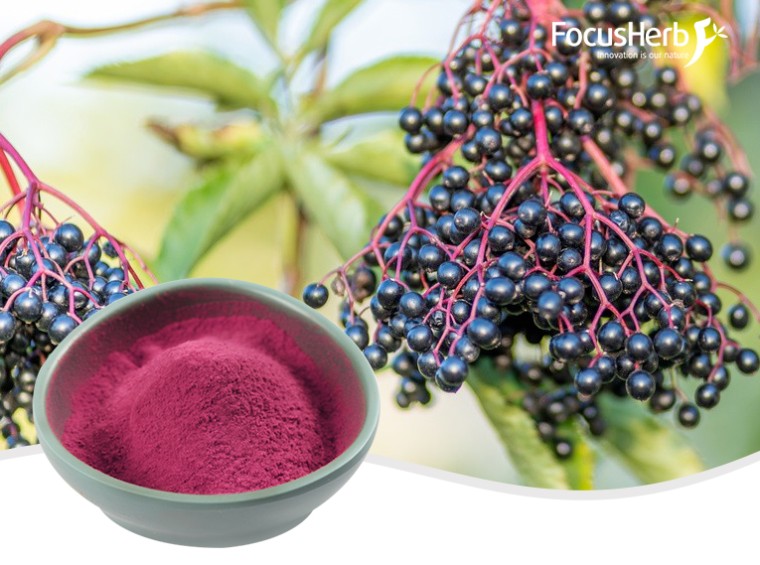 유기농 엘더베리 가루
