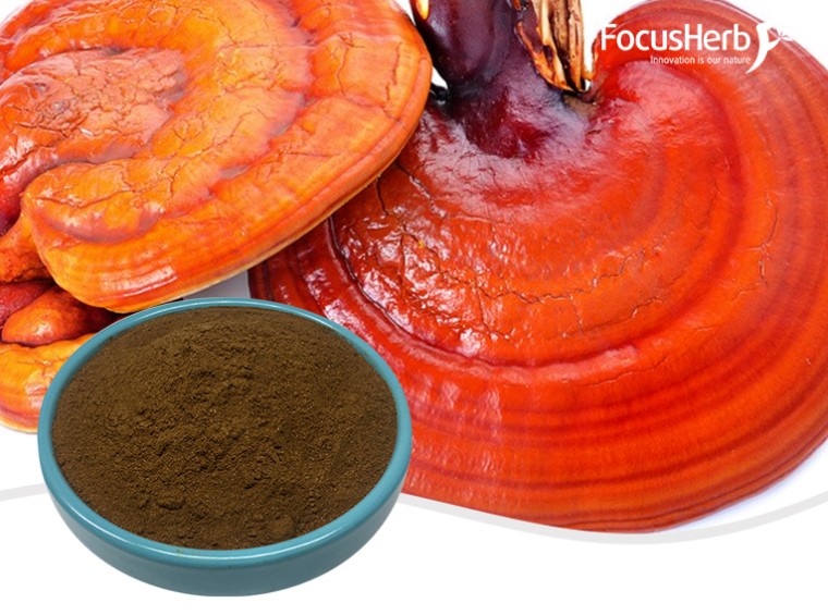 유기농 영지 분말