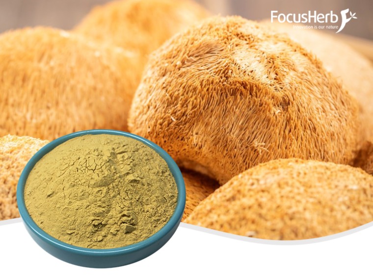 유기 사자 갈기 분말/유기농 헤리슘 버섯 분말