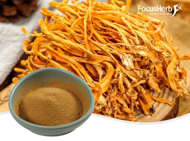 유기농 동충하초 분말