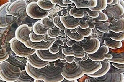 Экстракт Юнжи/Экстракт турецкого гриба