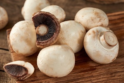 Экстракт Agaricus bisporus