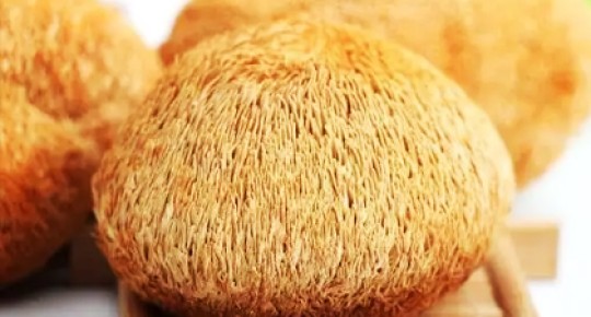 Экстракт Hericium erinaceus