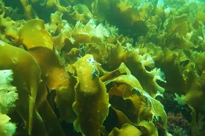 Экстракт бурых водорослей