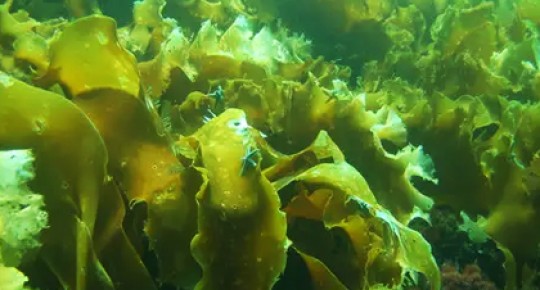 Экстракт бурых водорослей