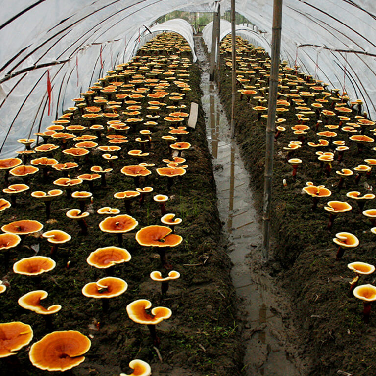 Ganoderma lucidum