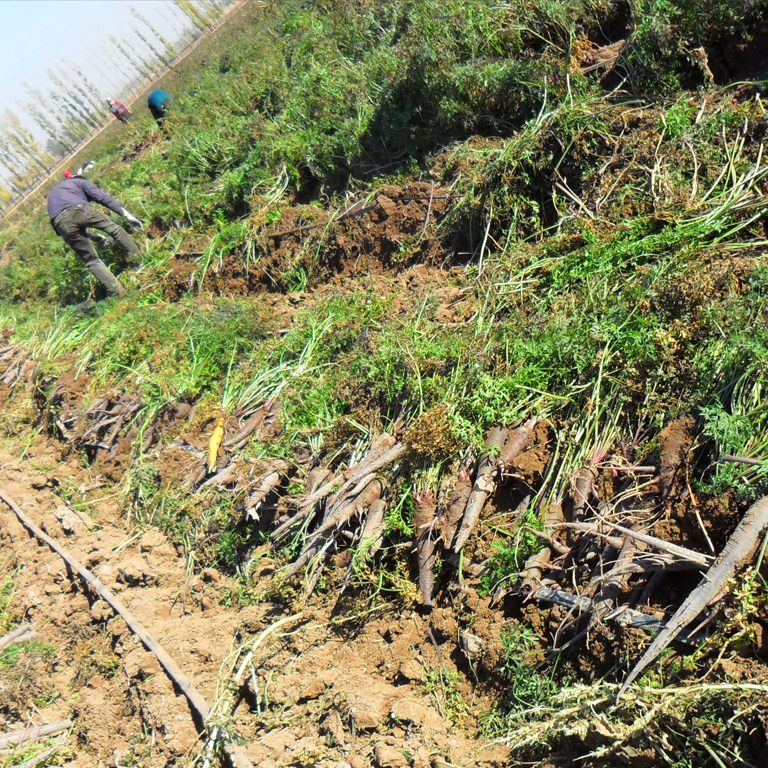 black radish planting
