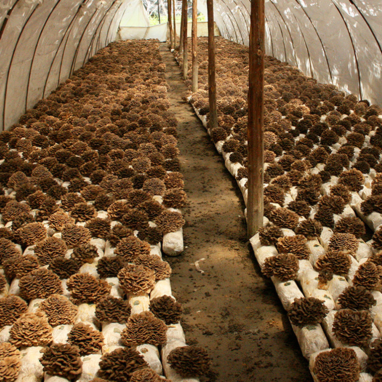 maitake plantation