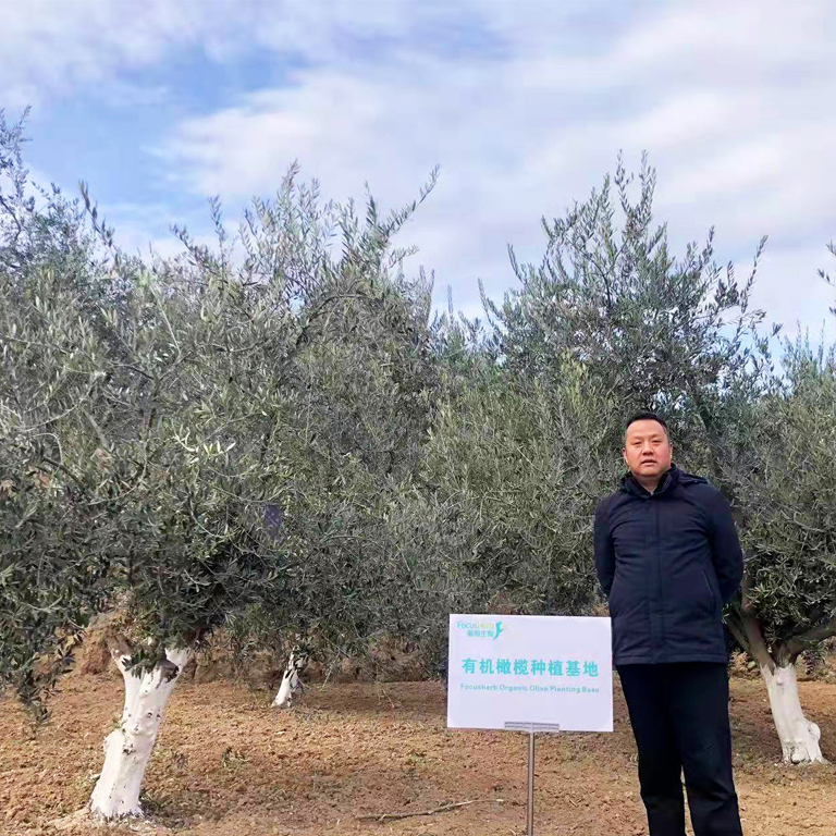 olive growing area