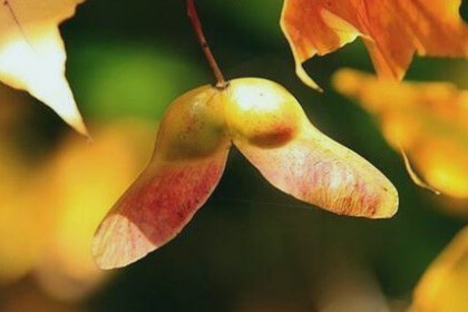 Acer Truncatum Extract