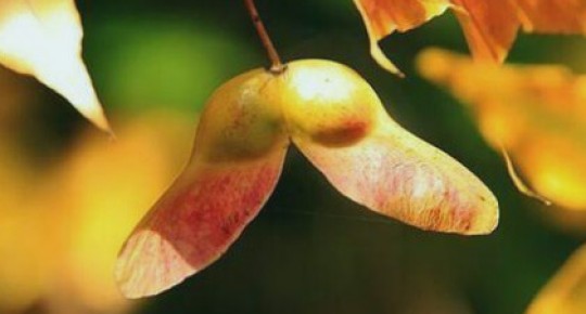 Acer Truncatum Extract