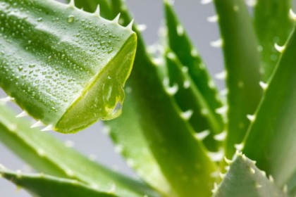 Aloe Vera Extract