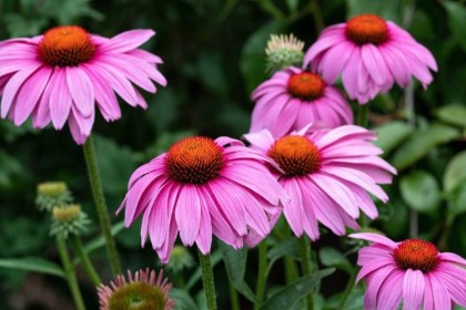 Echinacea Extract