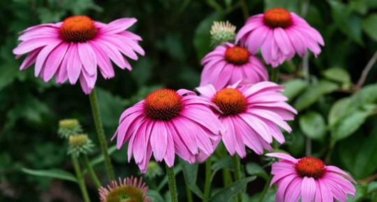 Echinacea Extract